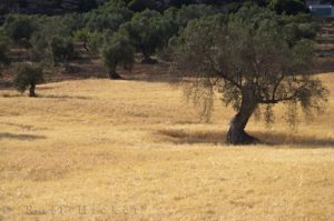 Field of wheat and Olive Trees near Alcaniz, Teruel, Aragon, Spain, Europe.